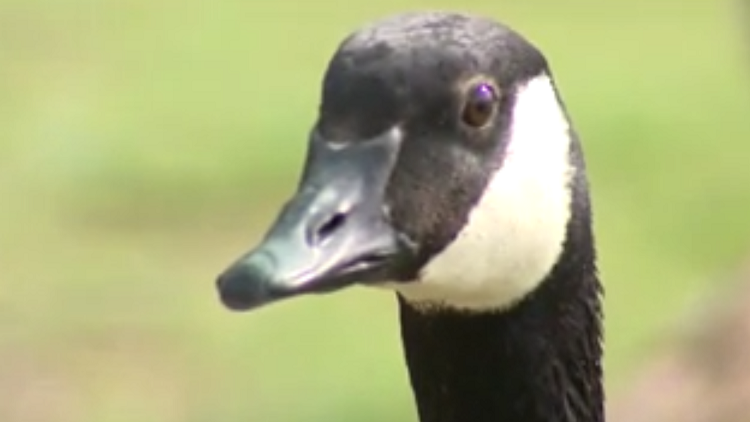 Thousands of Canada geese to be killed and fed to the needy in Denver