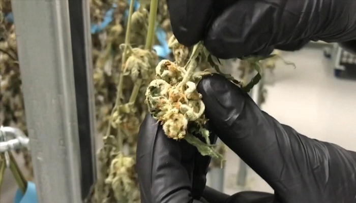 Hamilton cannabis production facility set to expand