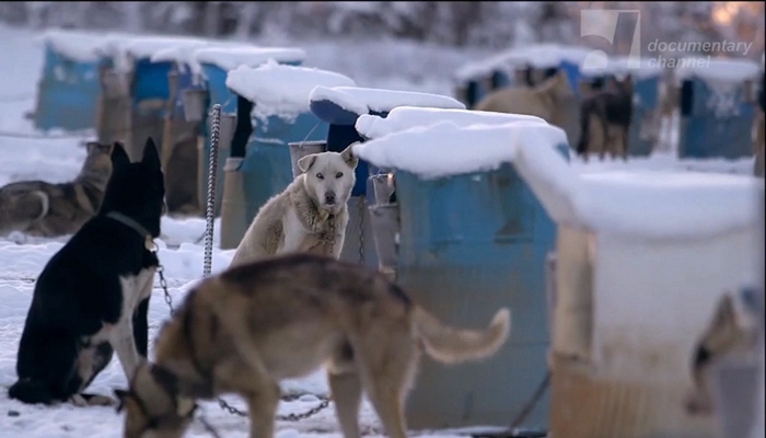 Hamilton film-maker to screen new documentary ‘Sled Dogs’ at Westdale Cinema