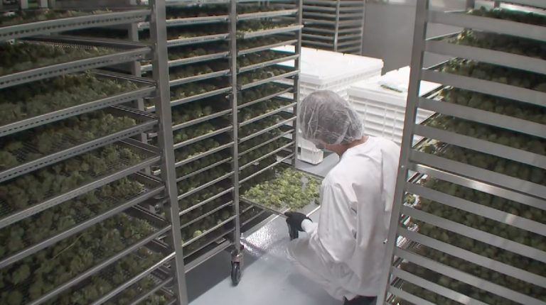 Cannabis producer CannTrust lays off 180 workers following regulatory problems