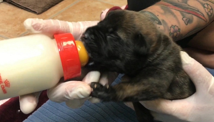 Newborn puppies found in a garbage bag on Barton St.