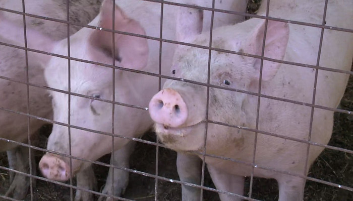 Roughly 1600 pigs killed in barn fire in South Bruce: OPP