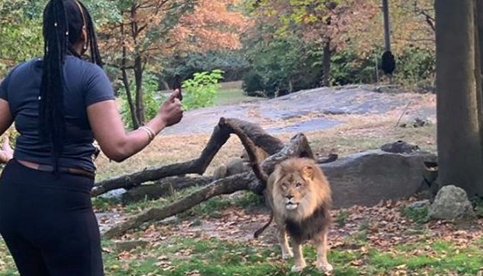 Video shows woman taunt lion while inside enclosure at NY zoo