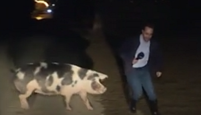 Pig chases Greek TV reporter live on air (VIDEO)