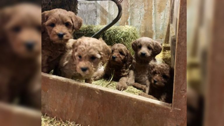 19 puppies stolen from Pilkington property