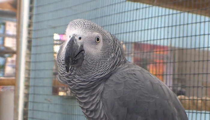 Million dollar donation to Hamilton’s aviary to be put on hold