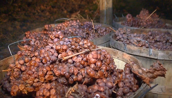 Icewine harvest in Niagara