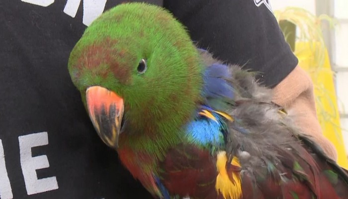 A birds eye view of the aviary