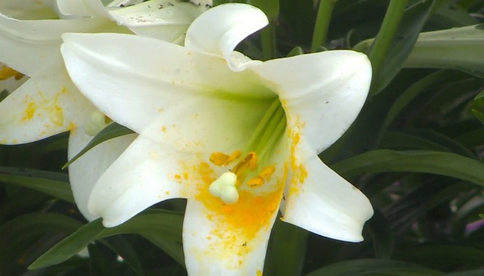 Unable to sell Easter lilies Grimsby grower gives them all away