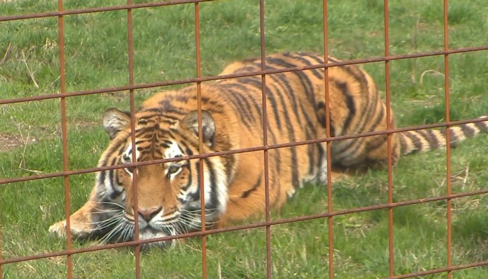 Brantford Zoo seeks financial aid to help feed the animals