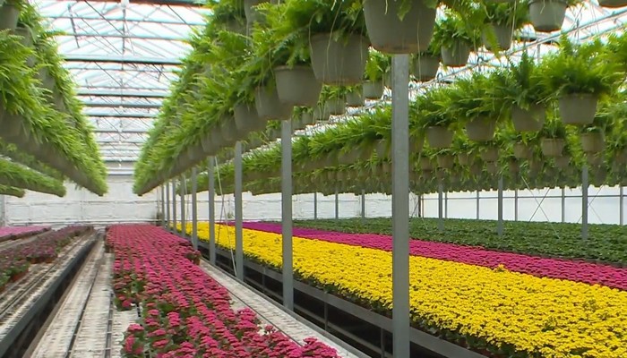 Thousands of flowers being thrown away at local greenhouses in Niagara