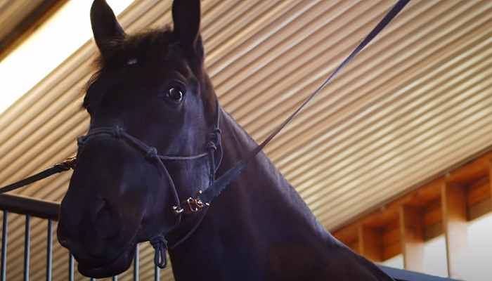 Hamilton police name newest member of mounted patrol unit