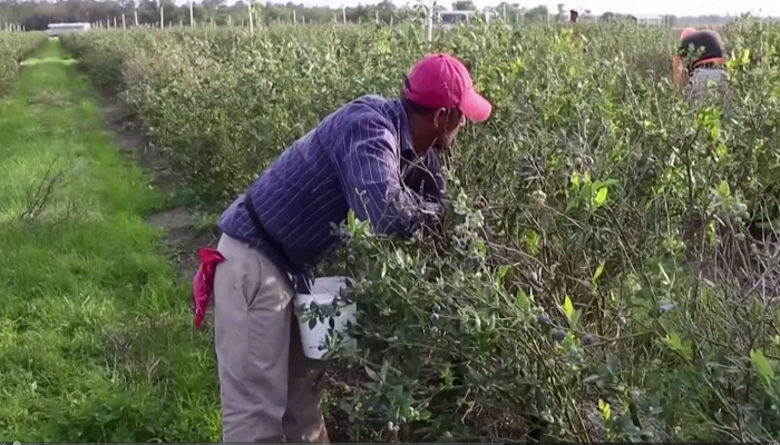 farm migrant workers