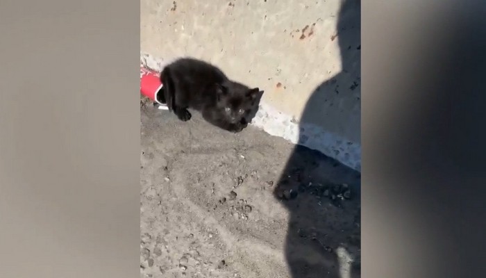 Kitten found on the side of the highway after being thrown from a vehicle