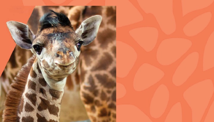 Help name the Toronto Zoo’s baby giraffe