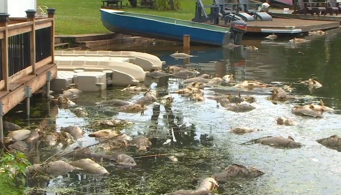 Hundreds of dead fish found in Port Colborne’s Eagle Marsh