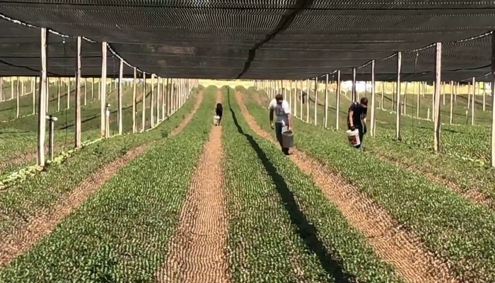 Shortage of migrant farm workers has created opportunity for students