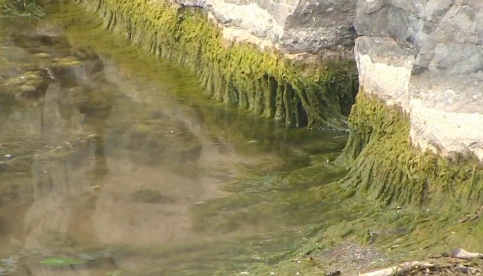 Health officials waiting to see if blue-green algae killed a dog in Niagara