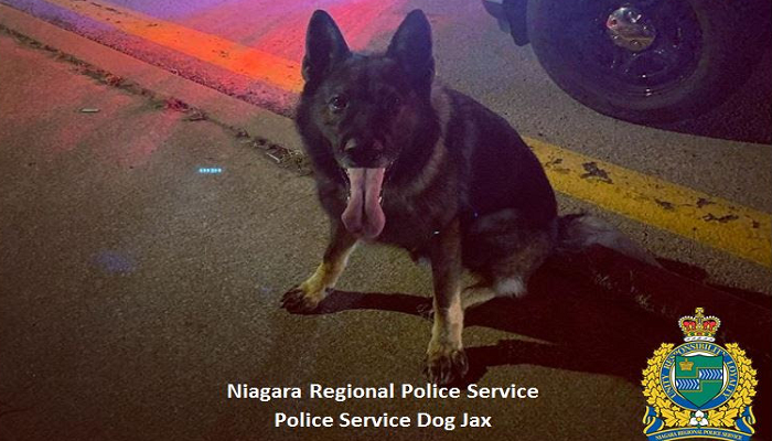 Niagara Police dog leads officers to driver who fled crash scene