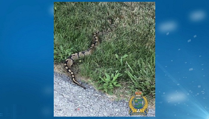 Niagara Police searching for a loose snake