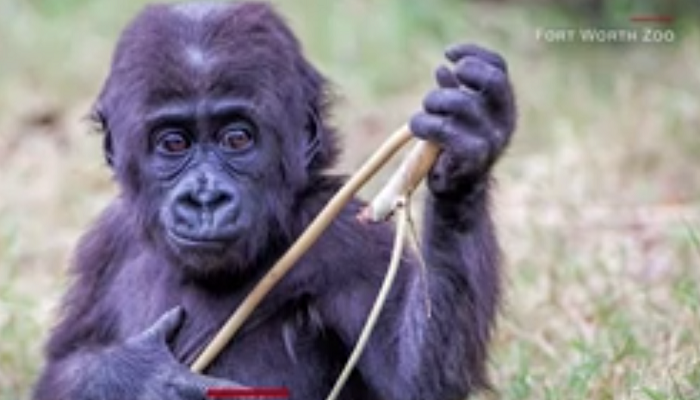 WATCH: Gorilla dad encapsulates pandemic parenting