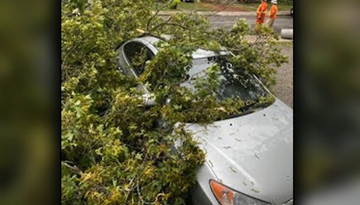 Tree destroys a St. Catharines woman’s car