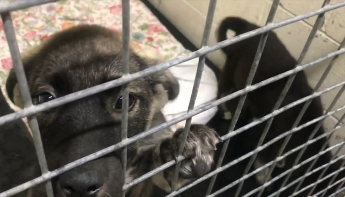 Dozens of dogs rescued from Northern Manitoba are being put up for adoption in Niagara