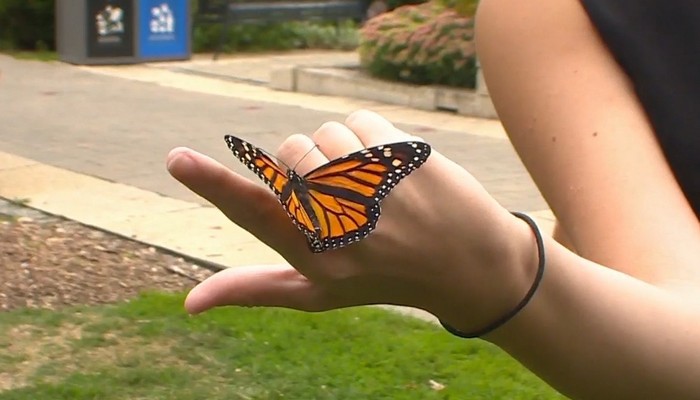 Annual monarch release program in Niagara