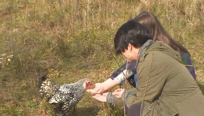 Proposal to allow chickens in Hamilton backyards has been rejected