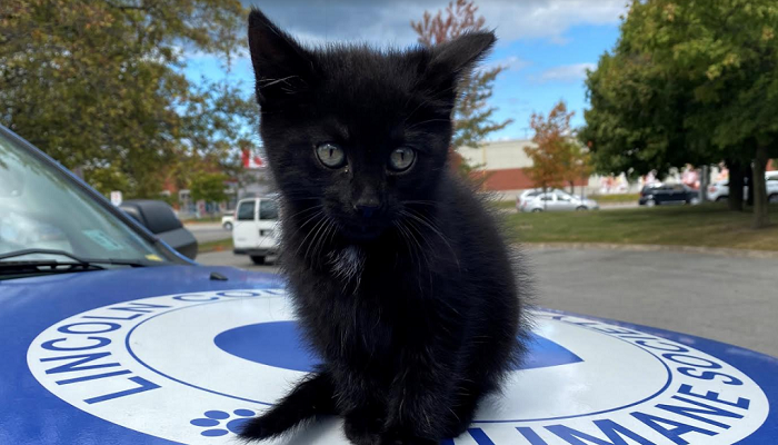 Dog walker finds kitten left in carrier in Grimsby park