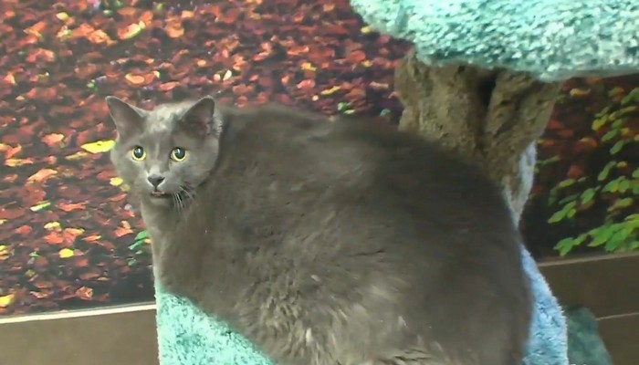 31 pound cat is looking for a new home