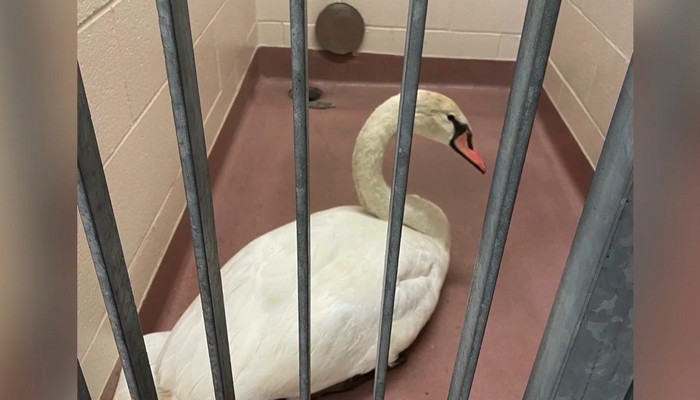 Swan rescue on the QEW