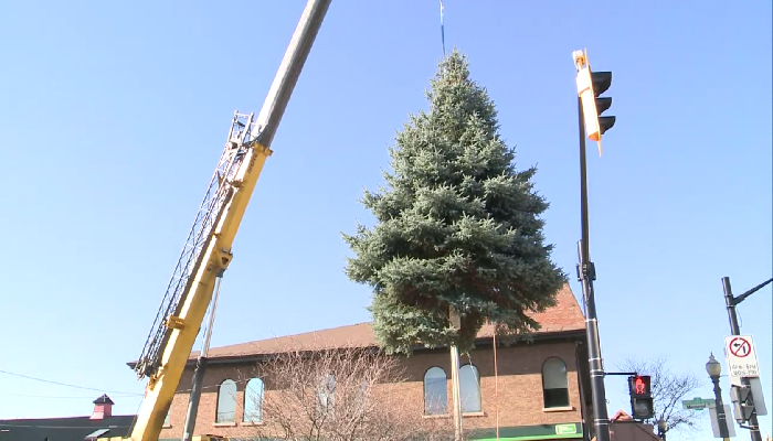 Hamilton begins Christmas tree installations