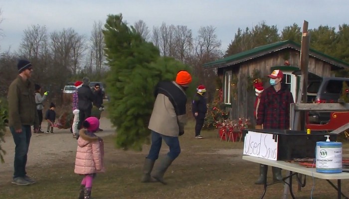 Farmers are busy as people are getting early Christmas trees