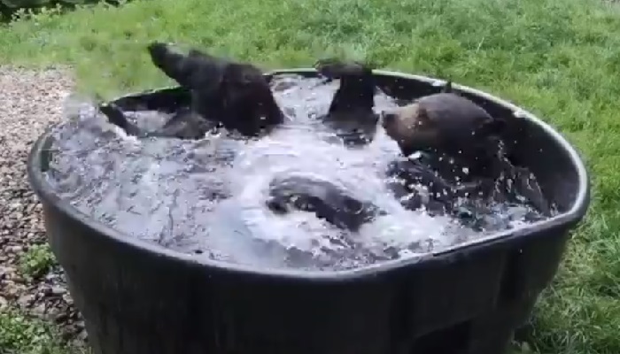 Oregon Zoo gives us perfect year-end video