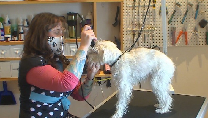 Dog grooming rules during the pandemic