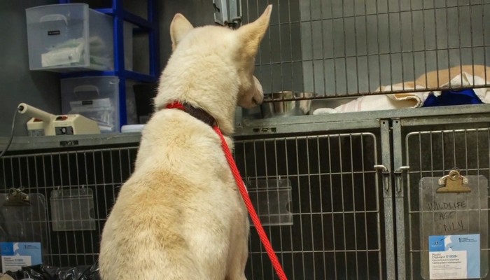 4 more dogs have been rescued from a former Niagara kennel