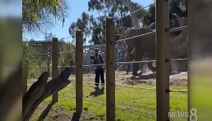 Man arrested after taking baby daughter into zoo elephant habitat