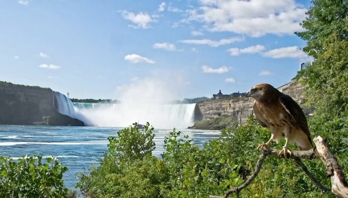 Tripping the Niagara