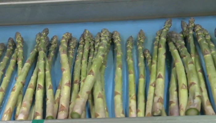 Get tips on asparagus from Ryder Farms