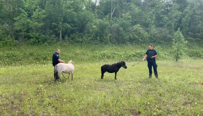 tiny horses on highway