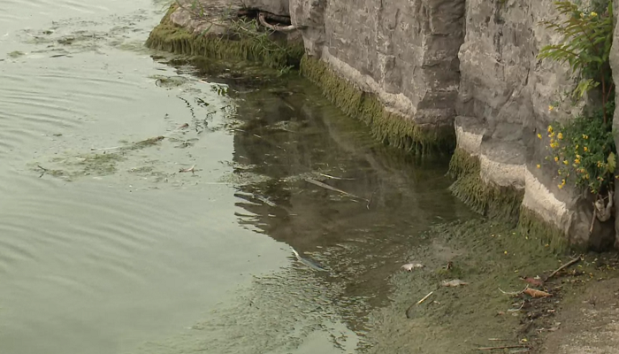 Hamilton’s Pier 4 beach closed due to blue-green algae