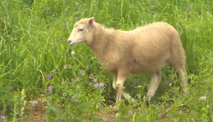 Local farm wins praise from the United Nations for using sheep instead of lawnmowers