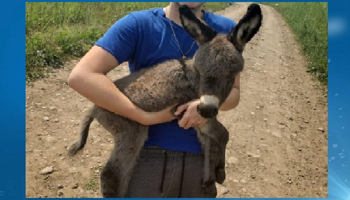 Halton police: donkey stolen from farm in Halton Hills