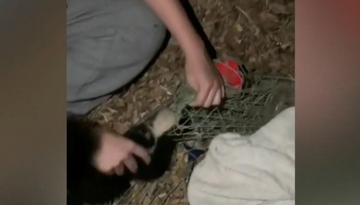 Burlington girl who hopes to be a vet, saves not one but two skunks