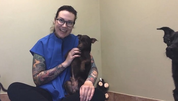 Adoptable Pets: Hamilton/Burlington SPCA