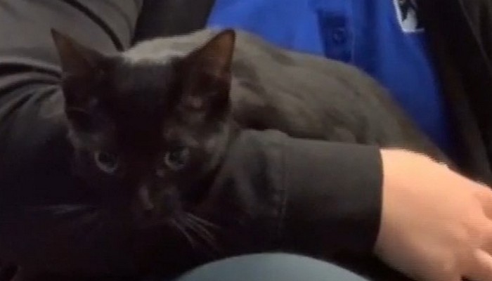 Adopt this adorable black kitten from Oakville Milton Humane Society