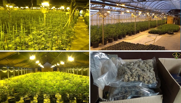 Six people charged after OPP seizes more than $22M in illegal cannabis