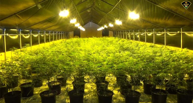 Over $22 million in illegal cannabis seized in Niagara