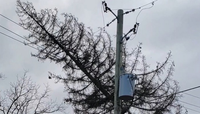 Large dead tree falls onto hydro lines